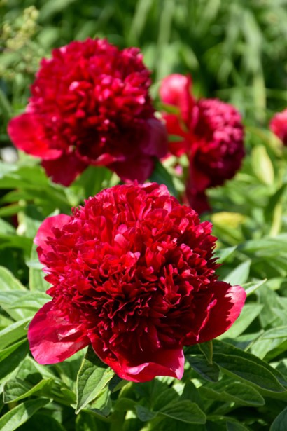 Пион травянистый Ред Шарм | Paeonia lactiflora Red Charm | Півонія трав’яниста Ред Шарм